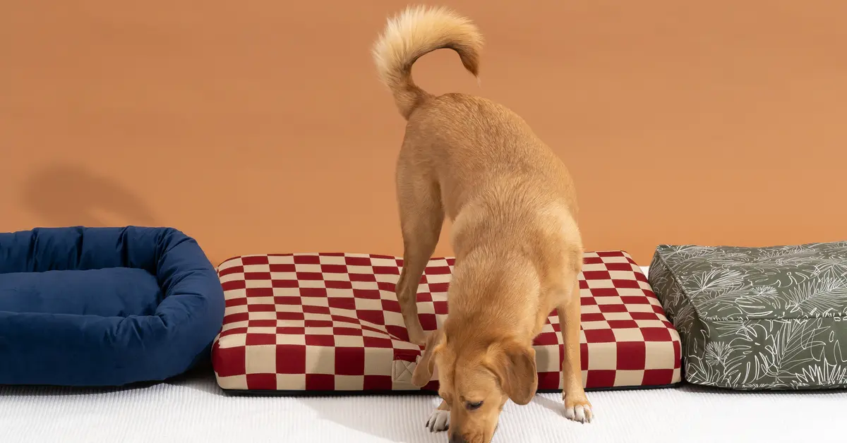 Finding the Perfect Dog Bed: Best Options and Deals